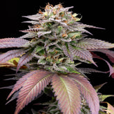 Sherbanger Seeds